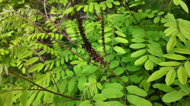 High-quality slow-motion footage close-up of Amorpha fruticosa (False Indigo). Deep purple flower racemes with bright orange anthers are