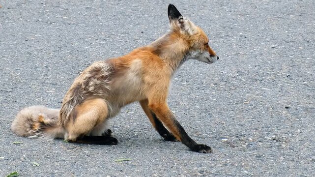 An old mangy fox sits on the road and eats. Vulpes vulpes in anthropogenic environment.