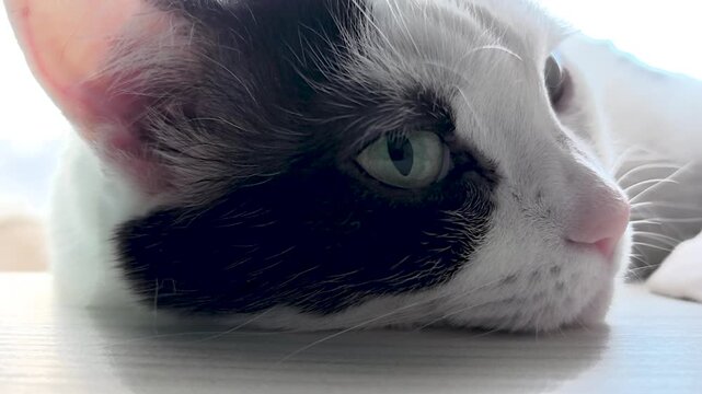 A charming cat rests lazily on a sunlit windowsill, eyes wide with curiosity. The playful light reflects on its soft fur as it observes the outside world.