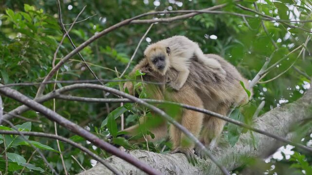 A mother howler monkey carries her baby on a tree branch surrounded by lush foliage. Ideal for wildlife documentaries and educational content.