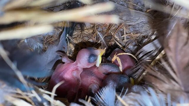 delicate baby bird hatchlings huddled together inside natural nest environment