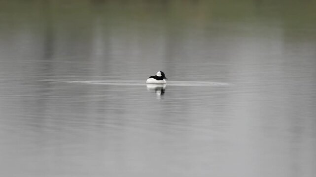 Male bufflehead duck floating alone on calm gray water with reflection, minimalist waterfowl scene on a still misty pond in winter.