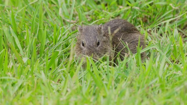 A wild cavy forages amidst vibrant green grass, showcasing natural behavior. Ideal for wildlife documentaries or educational content.