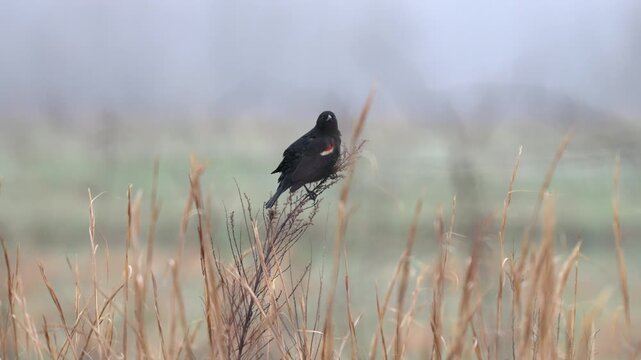 Male red-winged blackbird perched atop dry golden reeds in a misty marsh, showing red shoulder patch against soft foggy background.