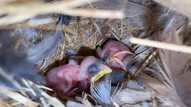 newborn bird chicks in nest highlighting wildlife growth and care