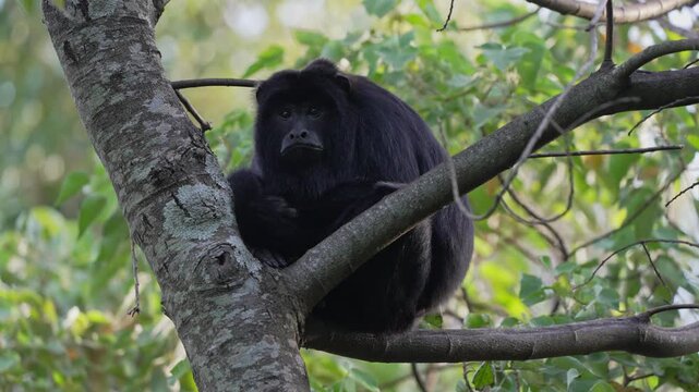 A black howler monkey sits quietly on a tree branch surrounded by lush greenery. Ideal for wildlife documentaries or educational content about primates.