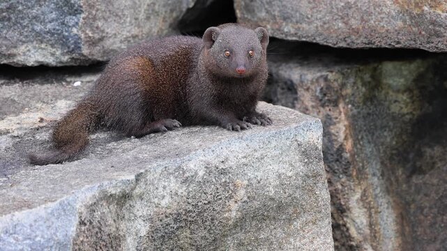 Close up profile portrait of Dwarf mongoose posing on granite boulder