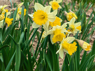 Obraz premium Yellow Trumpet Daffodils Blooming in Spring Garden