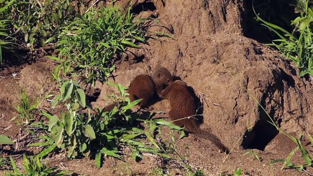 Adorable Dwarf Mongoose pair groom each other at den in termite mound