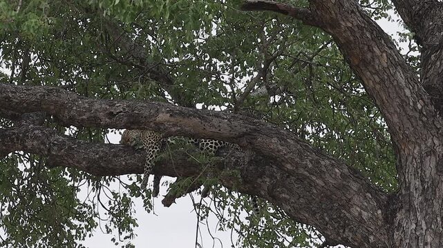 Legs splayed over tree branch, sleepy leopard has a leafy daylight nap