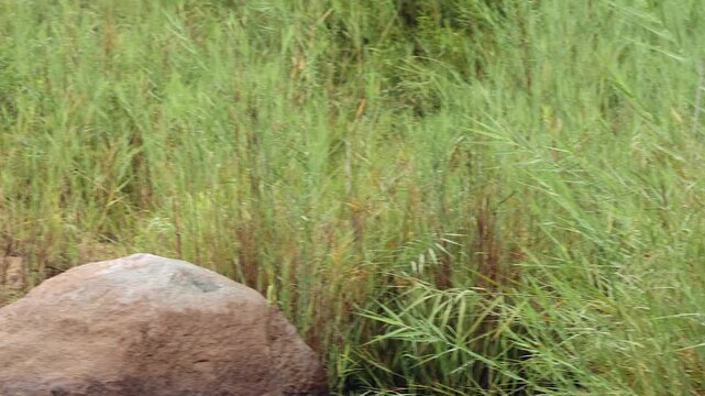 Doe Klipspringer antelope leaps off rock and bounds into tall grass