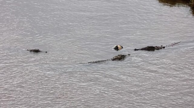 Small bloated carcass in river attracts crocodiles in Kruger Natl Park