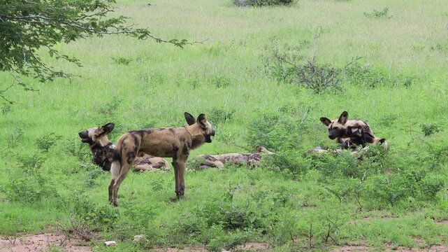 Pack of African wild dogs relax, nap in lush green Kruger savanna grass