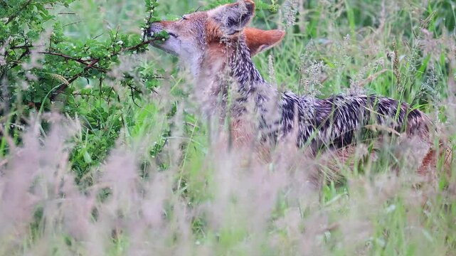 Single Black-backed jackal eats white berries from Bushweed shrub
