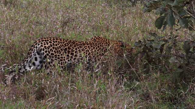Camera pans with leopard slinking through short savanna grass