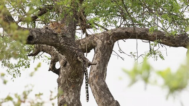 Establishing low angle shot of leopard relaxing on green tree branch