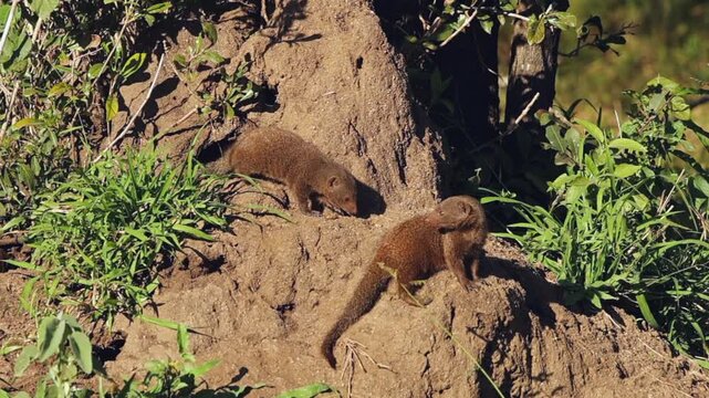 Two furry Dwarf Mongoose outside their den in African termite mound