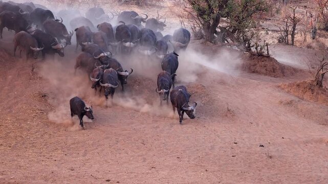 Herd of Cape buffalo descend dusty sandy hillside in Kruger Natl Park