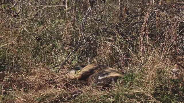 Lone African wild dog reclines for nap in tall dry savanna grass