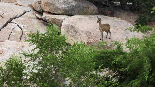 Small Klipspringer antelope stands on granite boulder overlooking scene