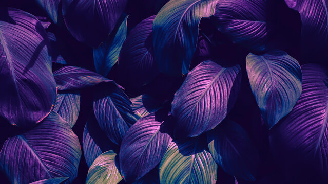 Moody botanical background with purple tropical leaves texture