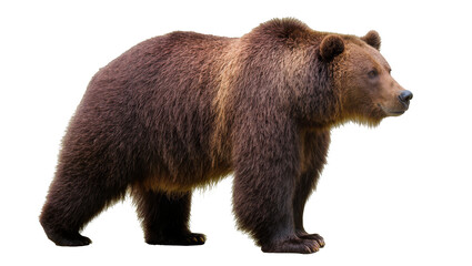 Obraz premium Brown bear standing profile view on white