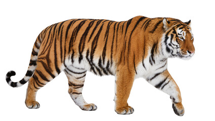 Obraz premium Tiger walking with orange fur and black stripes