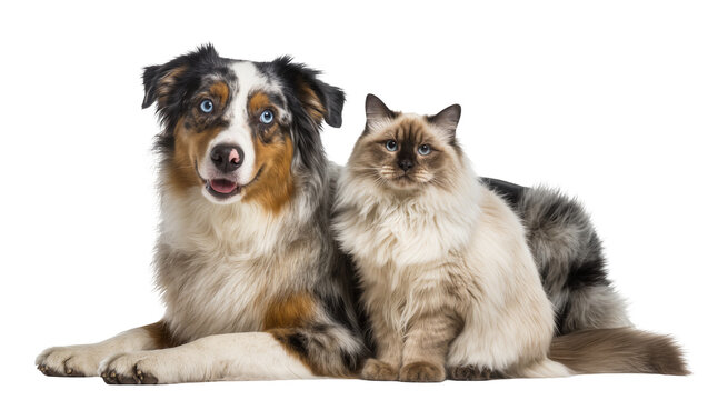 Australian Shepherd dog and Ragdoll cat sitting together