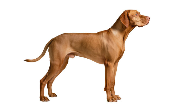 Rhodesian Ridgeback dog standing profile view