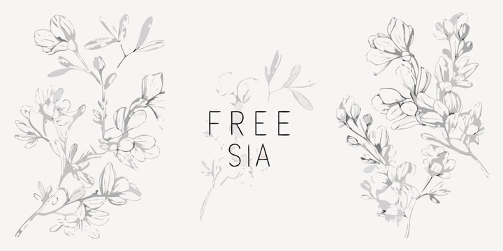 Hand Drawn Freesia Flower Collection Featuring Gray Line Art