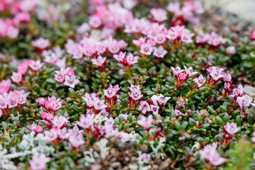 Obraz premium Blooming pink Lapland rosebay flowers covering arctic tundra ground in summer