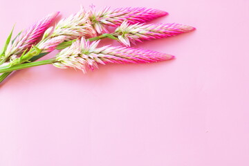 Fototapeta premium Pink Celosia Wildflowers On Pastel Pink Background With Copy Space