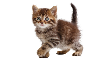 Tabby kitten with blue eyes walking © Michal