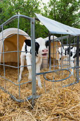 Holstein calf standing in pen on a farm © ALIDA