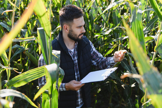 Agronomist inspecting corn plants in field