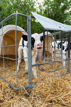 Holstein calf standing in pen on a farm