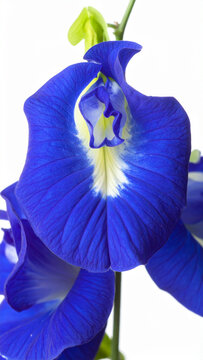 blue iris flower on green background