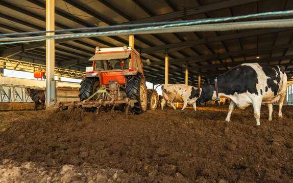 Tractor clearing cow manure inside modern dairy farm barn