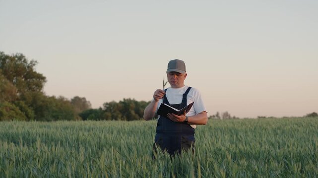 Farmer works in field at sunset. Agronomist checks and analyzes ears of grain for maturity and grain fill during drought. Challenges of agriculture in unstable climate and dry summer. Crops triticale.