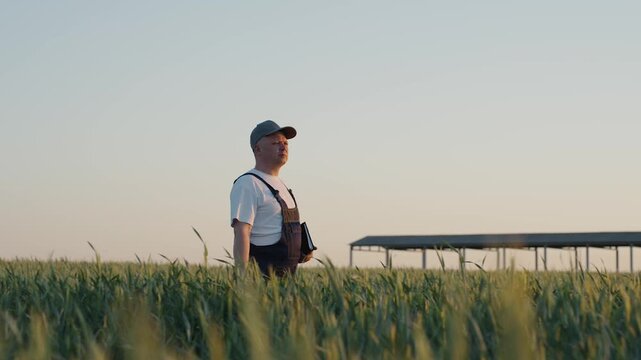 Agronomist examining cereal crop walking in wheat field. Caucasian farmer inspects, touches cultivated barley ears with hands. Rancher checks harvest in rye farmland. Organic farming harvest