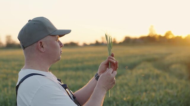 Portrait of farmer in field at sunset, holding ears of grain. Farmer checks ears gain in sun rays for fullness. Analysis and monitoring of future grain harvest. Modern agriculture in unstable climate.