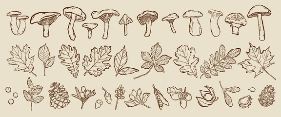 Hand drawn autumn botanical collection. Fall forest leaves, mushrooms, pinecones, acorns, berries line art set. Vintage sepia ink sketch on beige background. Vector illustration. © curly