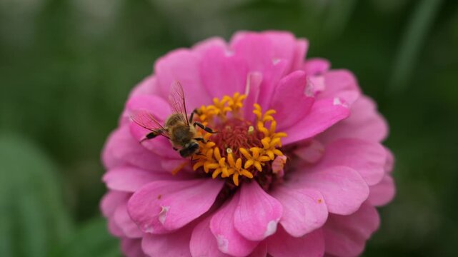 Macro shot of a honey bee collecting nectar and pollinating a vibrant pink zinnia flower in the garden