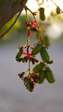 Blurred tropical cucumber tree blossom and young averrhao bilimbi fruit hanging on a branch under natural sunlight.