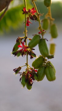 Blurred tropical cucumber tree blossom and young averrhao bilimbi fruit hanging on a branch under natural sunlight.