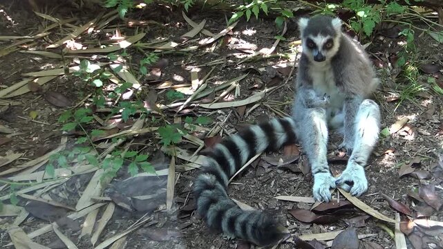 ring tailed lemur catta