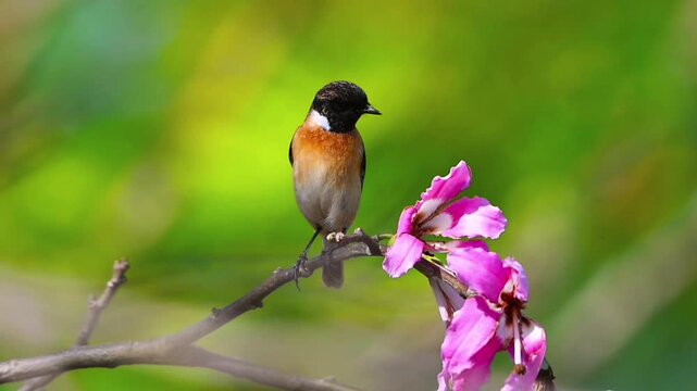 Beautiful small stonechat bird perching on a branch with vibrant pink blooming flowers against a smooth blurred green background.