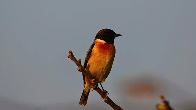 Wild male stonechat bird perching on a bare branch illuminated by warm golden hour sunlight against a clear smooth background.