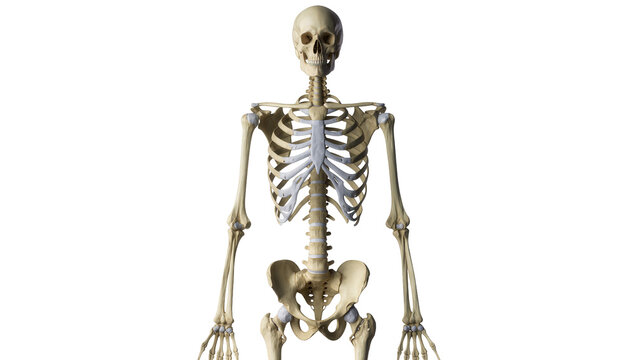 Human skeleton torso and arms front view