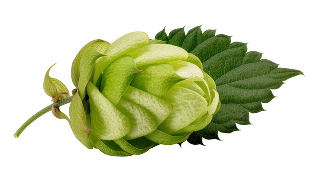 Green hop cone with leaf and stem